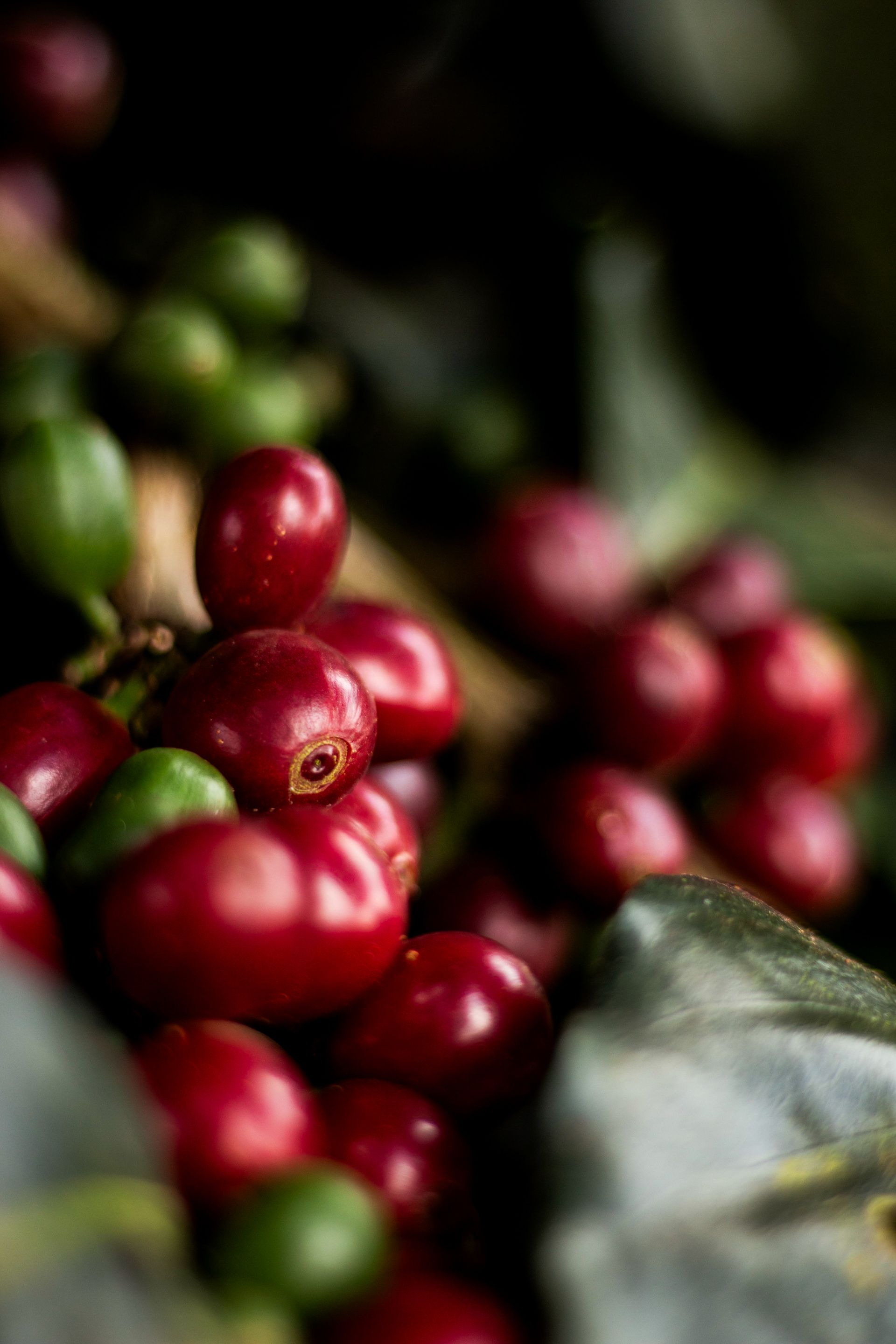 Cerezas de café en la rama