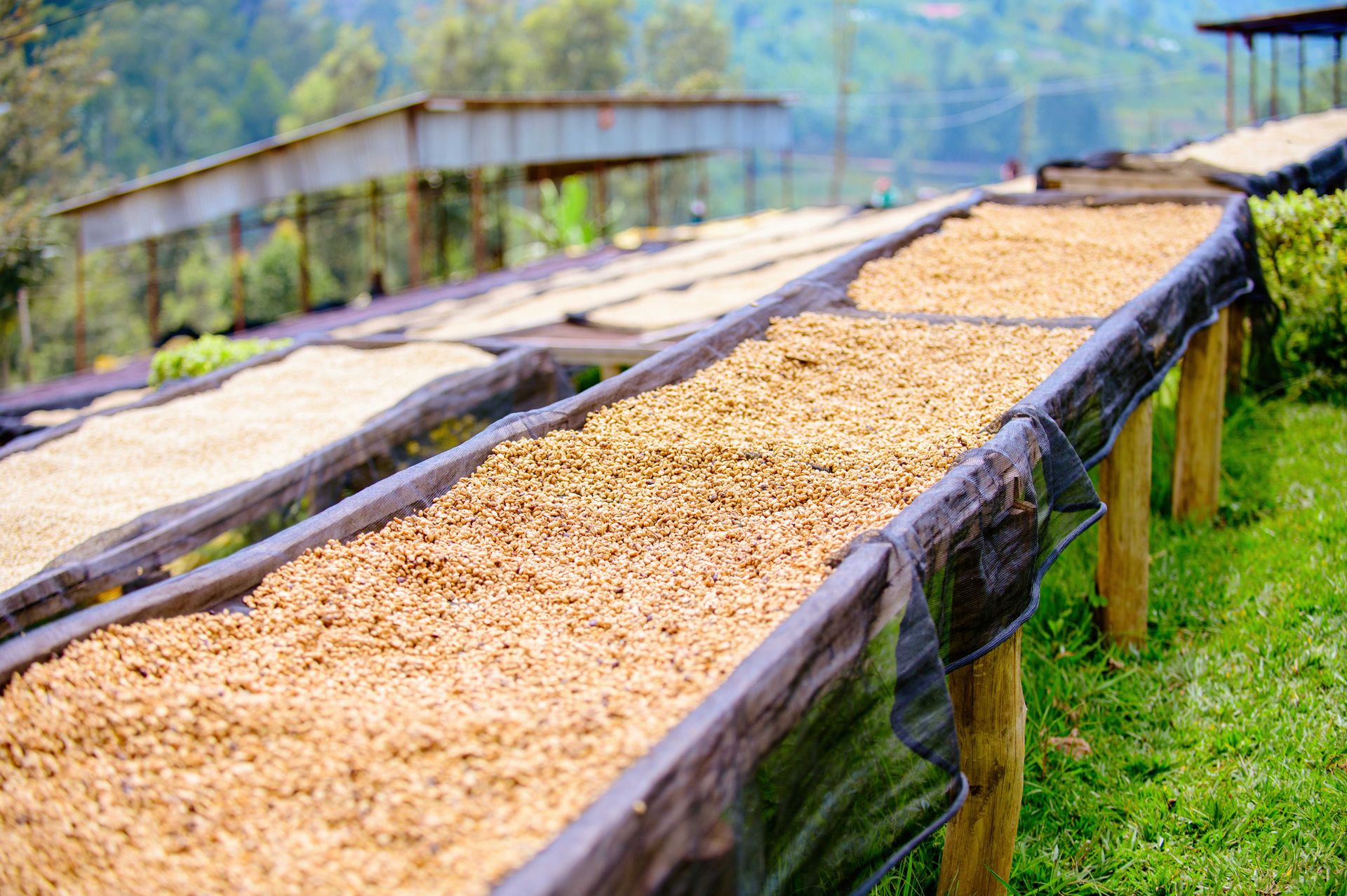 Café extendido sobre camas elevadas