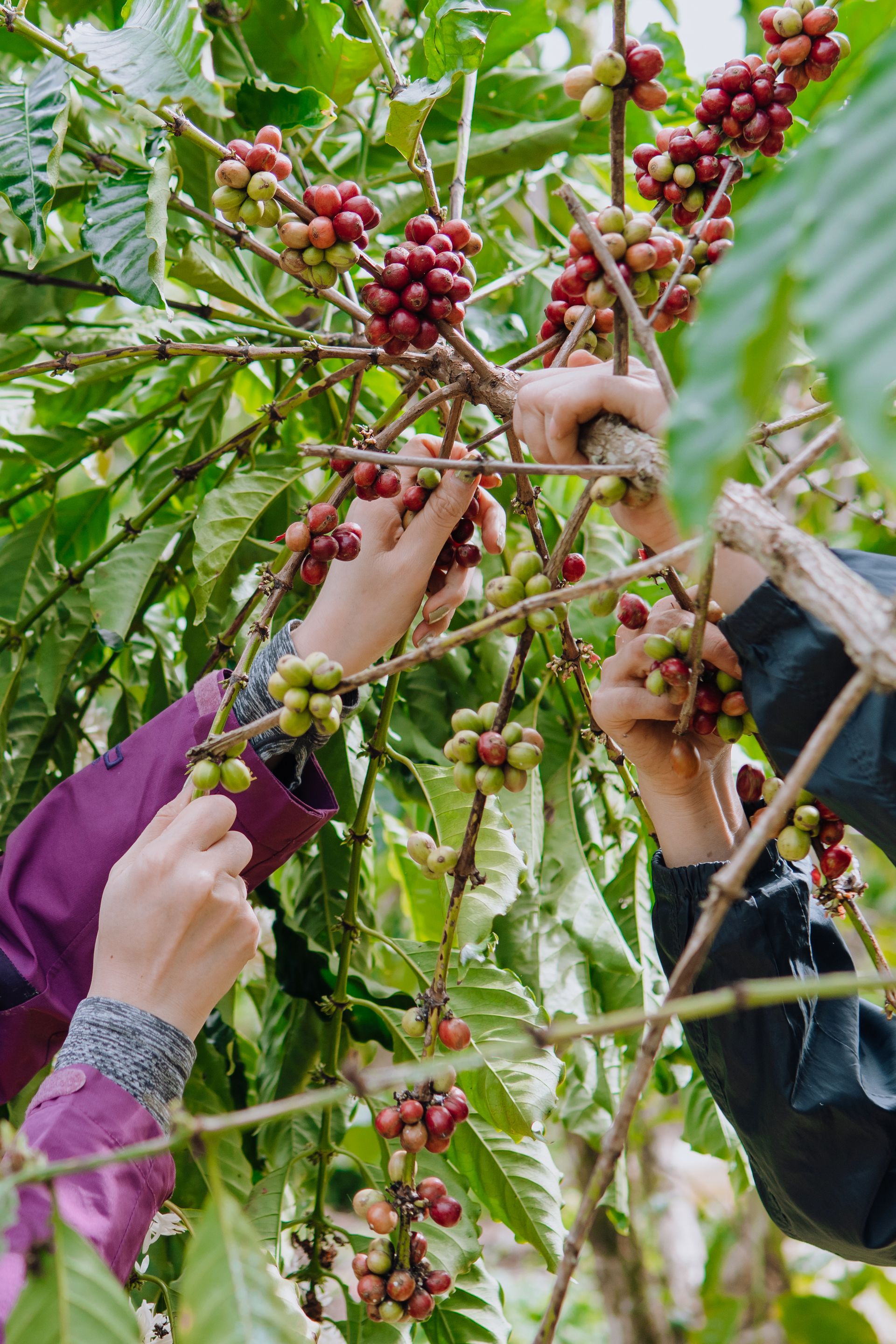 Selección de cerezas en un cafetal